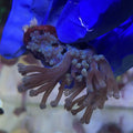 Blue Capnella