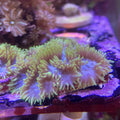 Maze Coral