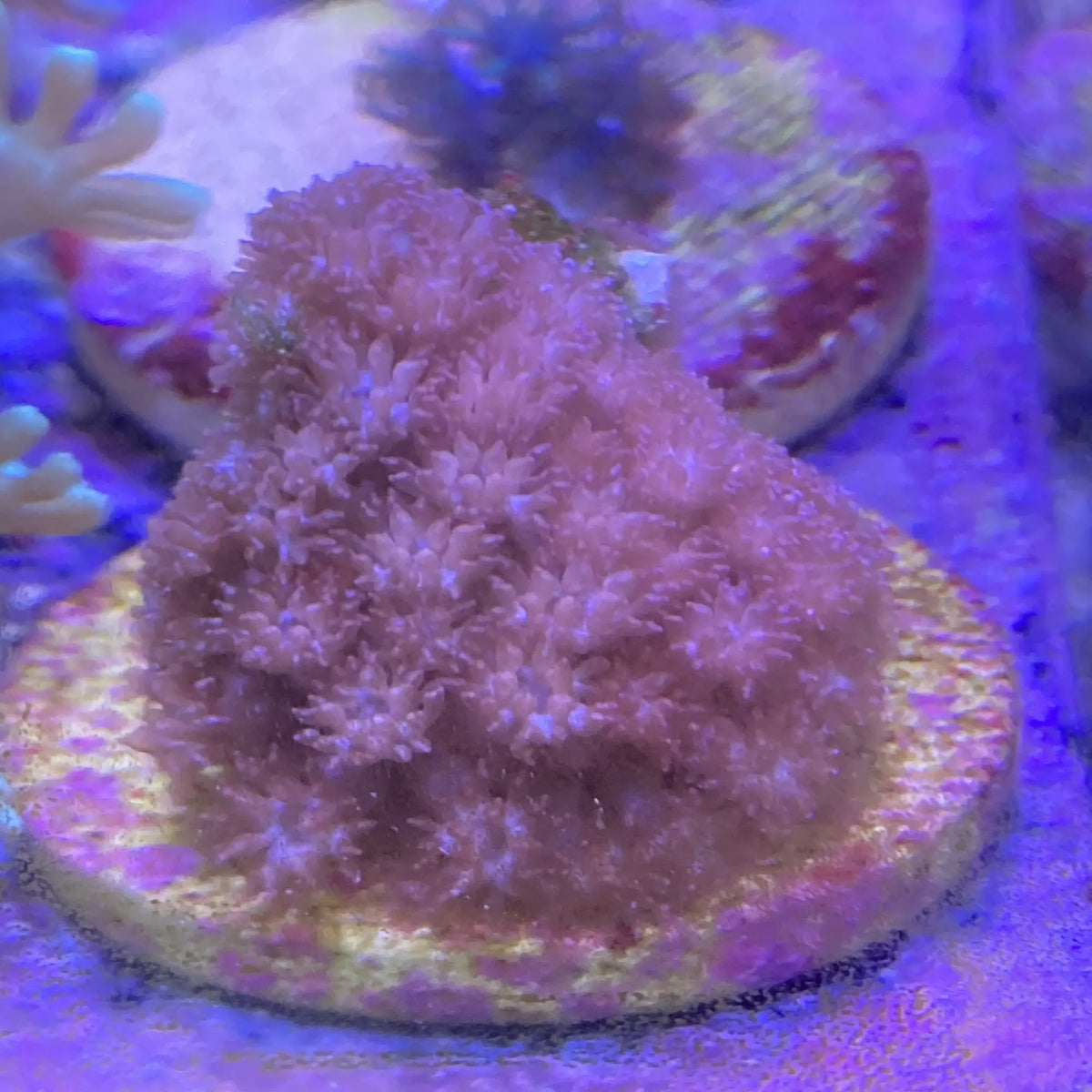 Pink Panther Berndarpora