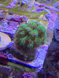 SPS Neon Green Poccilipora