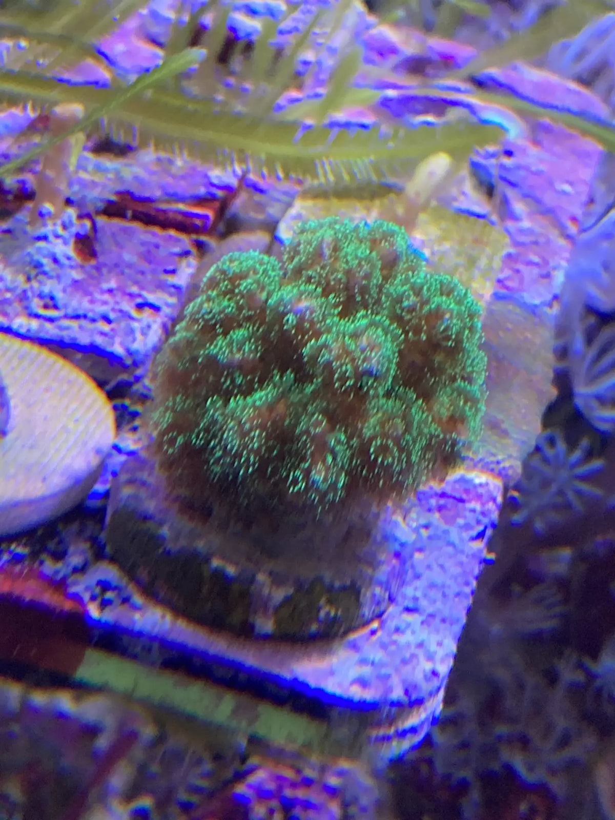SPS Neon Green Poccilipora