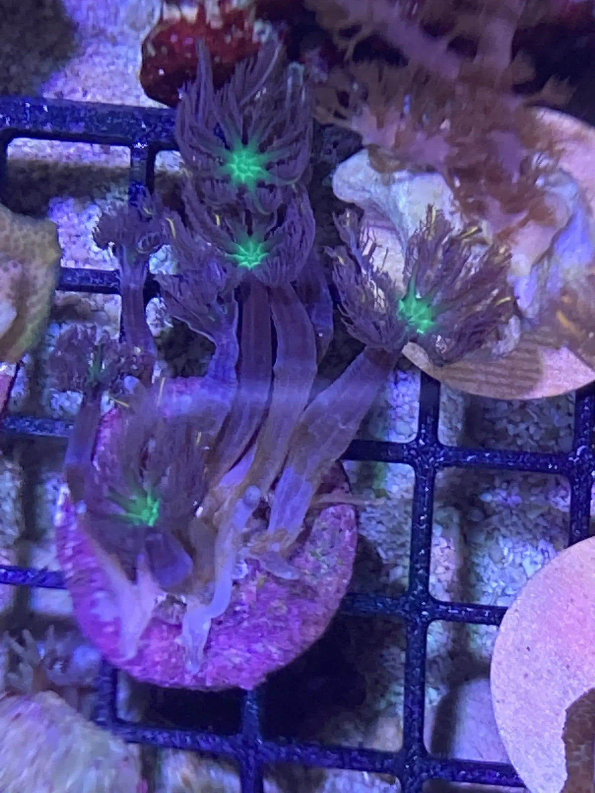Softie Fireworks Clove Polyp 2