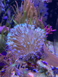 Softie Long Polyp Toadstool