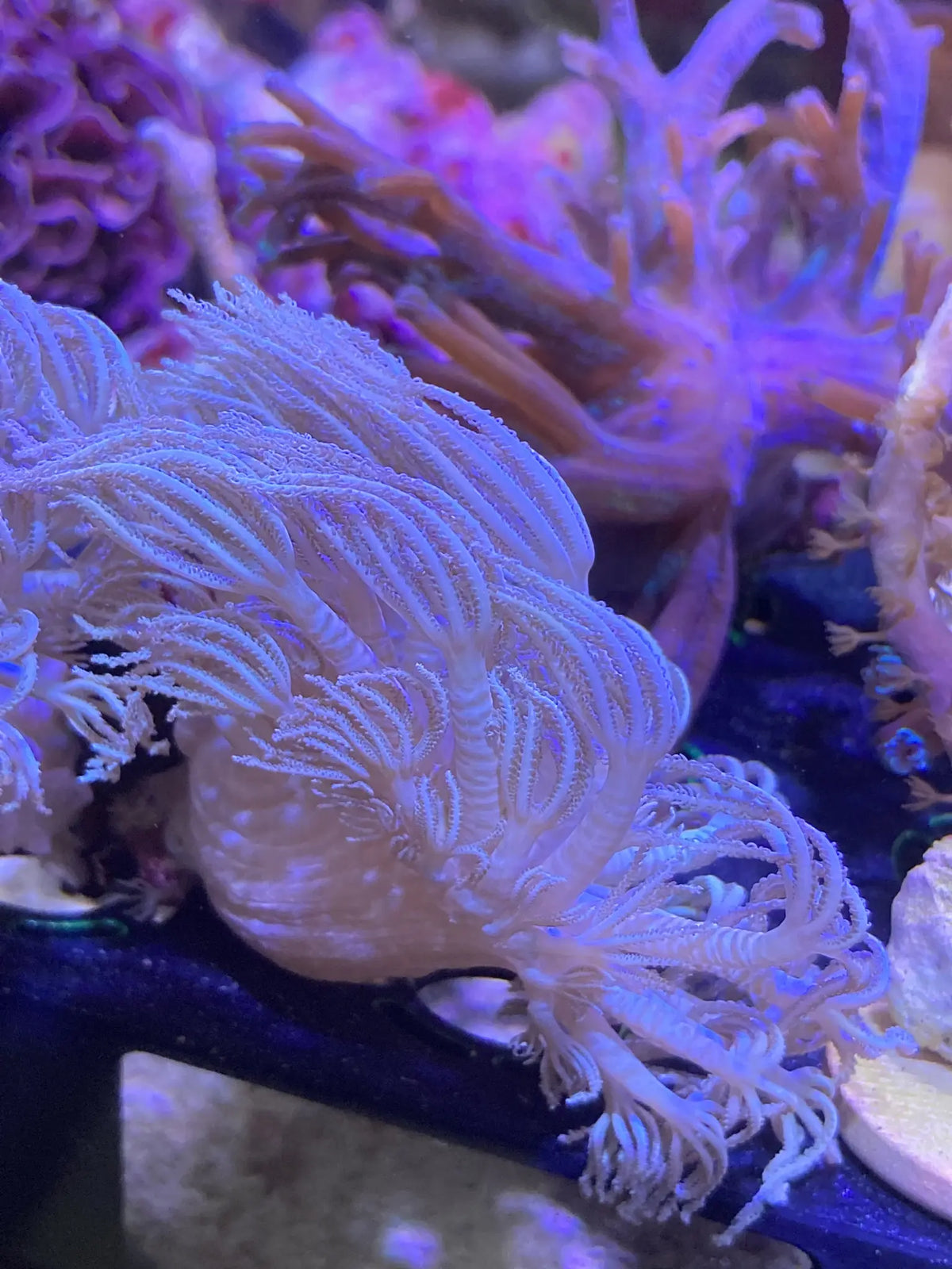 Softie Xenia